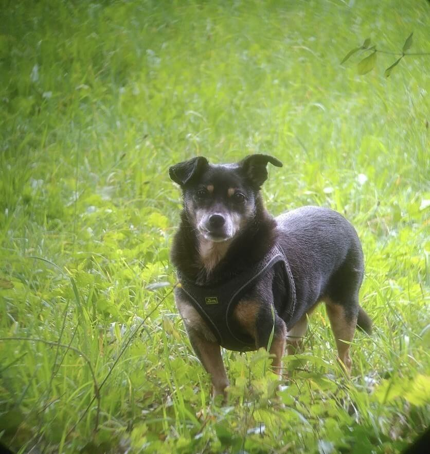 Hund Nino steht im Gras