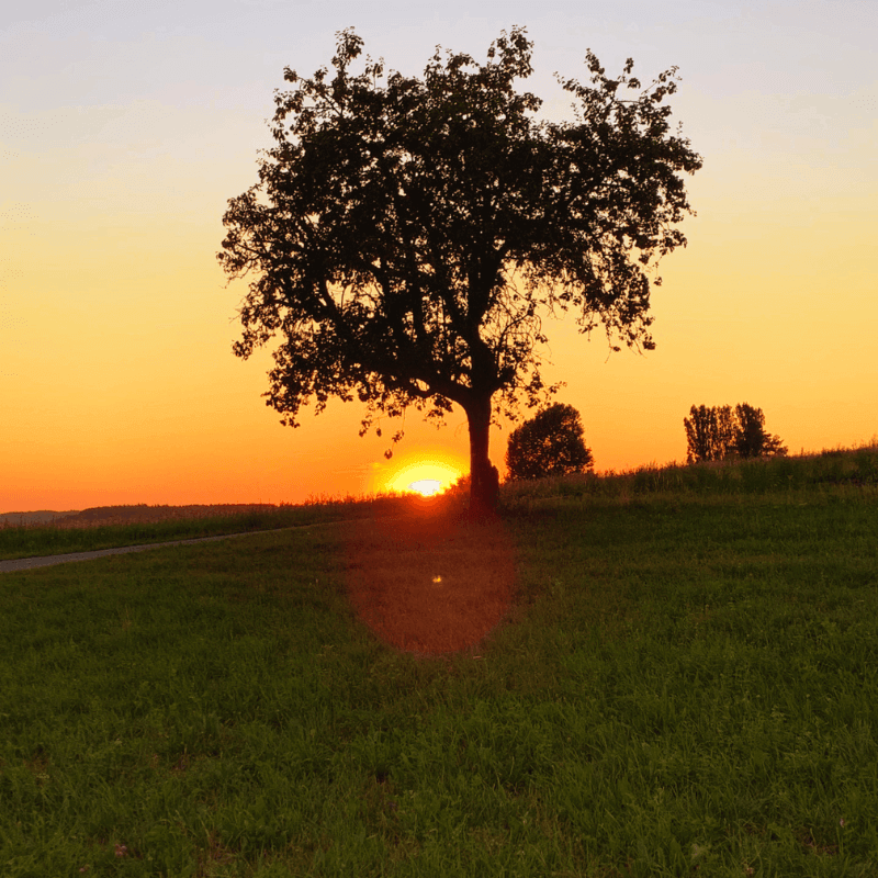 Ein Baum im Sonnenuntergang